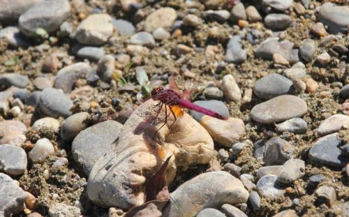Trithemis annulata